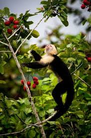 monkey